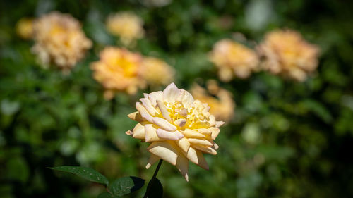 Close-up of yellow flowering plant