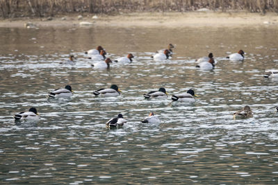 Birds in lake