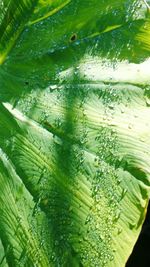 Full frame shot of leaves