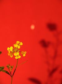 Close-up of red flowering plant