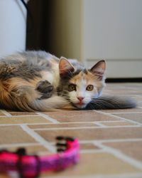 Portrait of cat lying on floor