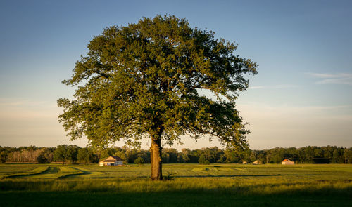 Tree on field against sky