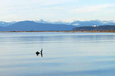 Bird in a lake