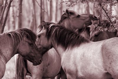 Close-up of horses on field