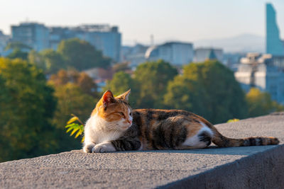 Cat relaxing on retaining wall