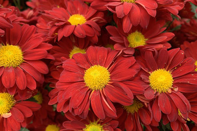 Close-up of yellow flowering plants