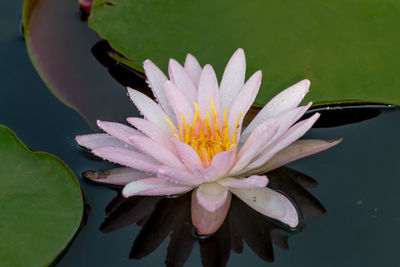 Close-up of water lily in lake