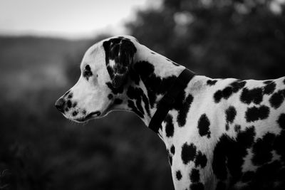Close-up of a dog looking away