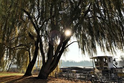 Trees against sky during sunset