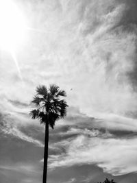 Low angle view of palm tree against sky