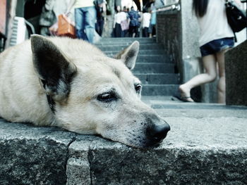 Close-up of stray dog relaxing on retaining wall