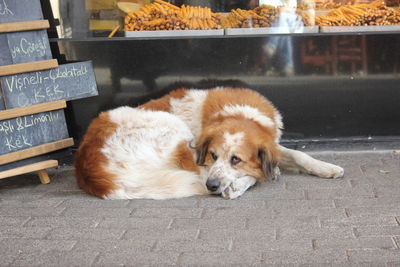 Close-up of dog relaxing outdoors