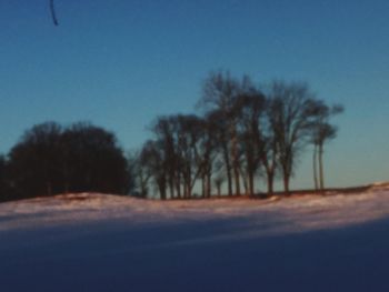 Trees on road against clear sky