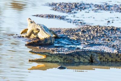 Close-up of crocodiles in lake