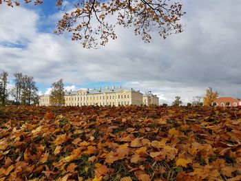 Autumn leaves on tree against sky