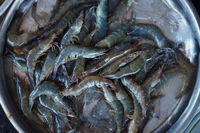 Prawn or river shrimp common for sale in nha trang fresh market.