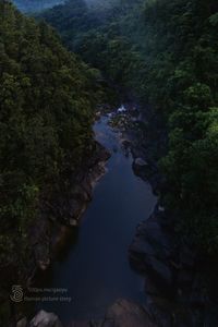 River passing through forest