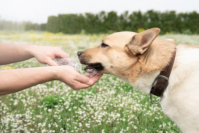 Hot day with dog. thirsty mixed breed shepherd dog drinking water from the plastic bottle his owner