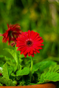 Close-up of red flowering plant