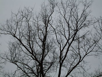 Low angle view of bare trees against sky