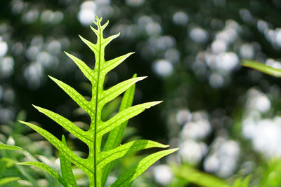 Evergreen leaf of fish tail fern, know as wart fern of hawaii called monarch fern or musk fern 