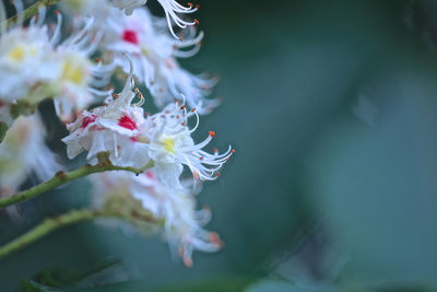 Close-up of white flowering plant