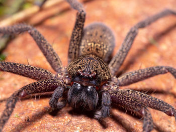 Huntsman spider - sparassidae sp. in a rainforest of borneo