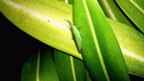 Close-up of insect on leaf