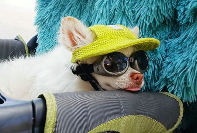 Portrait of dog wearing goggles