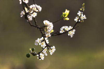 Close-up of cherry blossoms in spring