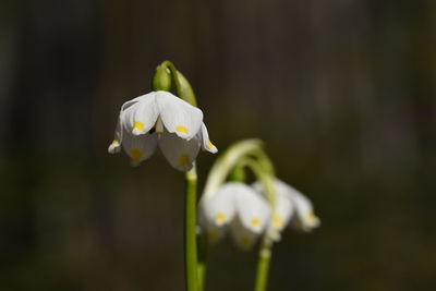 Close-up of white flowering plant