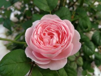 Close-up of pink rose