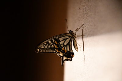 Close-up of butterfly