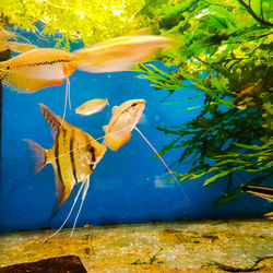 Close-up of fish swimming in sea