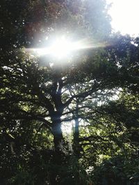 Low angle view of trees