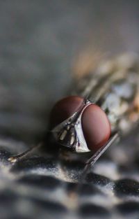 Close-up of fly