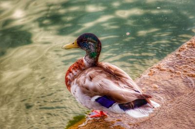 View of birds in water