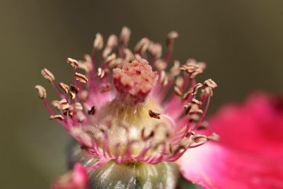 Close-up of pink flowers blooming outdoors