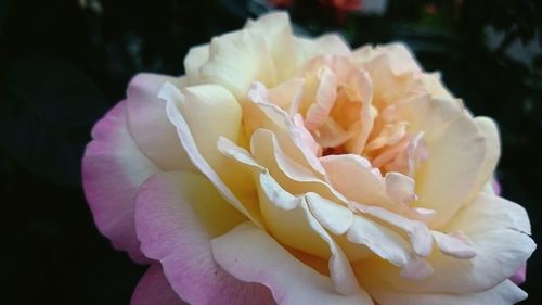 Close-up of rose blooming