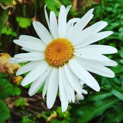 Close-up of white daisy flowers