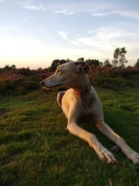 Dog on field against sky