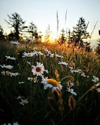 Close-up of flowering plants on field against sky