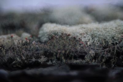 Close-up of plants during winter