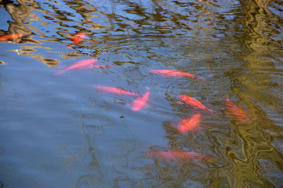 High angle view of koi carps swimming in pond