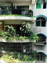 Plants in balcony