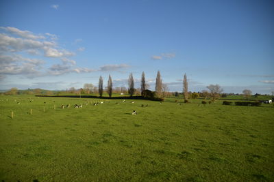 Scenic view of grassy field against sky