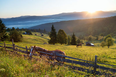Scenic view of field against sky