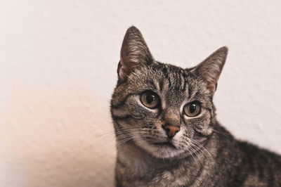 Close-up portrait of tabby cat