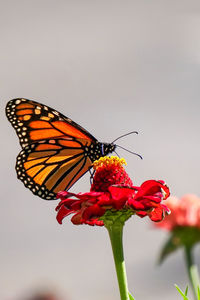 beauty in nature