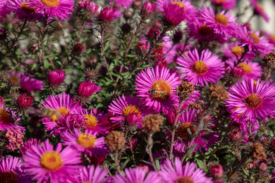 Close-up of pink flowering plants